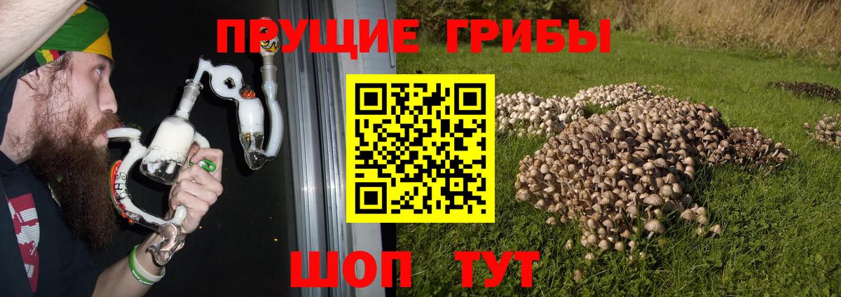 Галлюциногенные грибы Psilocybine cubensis Владикавказ